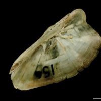 photo of Turbot subopercular lateral view