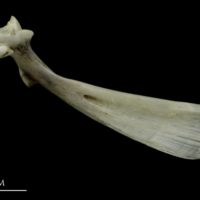 photo of Brill maxilla medial view