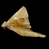 photo of Atlantic bluefin tuna  quadrate lateral view