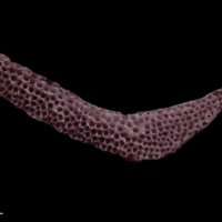 photo of Wels catfish pharyngeal dorsal view