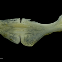 photo of European seabass ceratohyal epihyal complex medial view