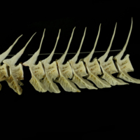 photo of Atlantic cod precaudal vertebra lateral view