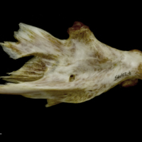 photo of European conger hyomandibular medial view