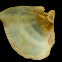 photo of Thinlip grey mullet  opercular medial view