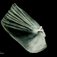 photo of European pilchard opercular medial view