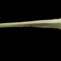 photo of Grey Triggerfish for assessment lateral view