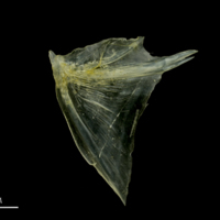 photo of Ruffe opercular lateral view