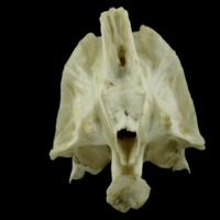 photo of Grey Triggerfish parasphenoid basioccipital complex posterior view
