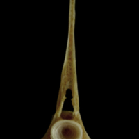 photo of Couch's seabream precaudal vertebra anterior view