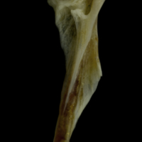 photo of Red gurnard hyomandibular lateral view