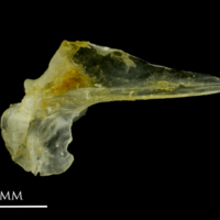photo of Ruffe articular medial view