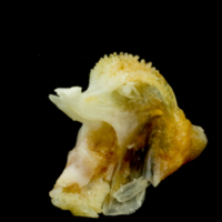 photo of Common sole dentary medial view