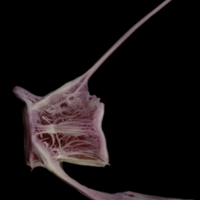 photo of Meagre caudal vertebra lateral view