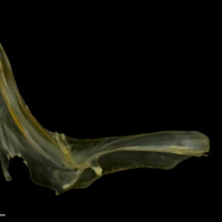photo of European smelt cleithrum medial view