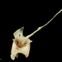 photo of Garfish precaudal vertebra lateral view