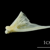 photo of European plaice quadrate lateral view