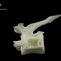 photo of Ling precaudal vertebra lateral view