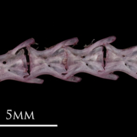 photo of Dragonet caudal vertebra lateral view