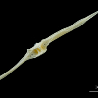 photo of European plaice precaudal vertebra lateral view