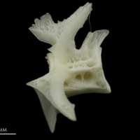 photo of Burbot precaudal vertebra lateral view