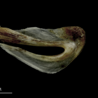 photo of Brill urohyal lateral view
