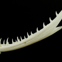 photo of Angler fish dentary lateral view