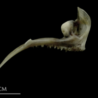 photo of Brill premaxilla medial view