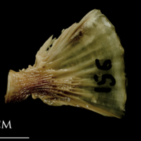 photo of Turbot ultimate vertebra lateral view