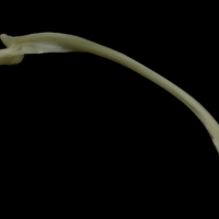 photo of Burbot maxilla lateral view