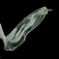 photo of European seabass subopercular lateral view