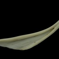 photo of Grey Triggerfish for assessment lateral view