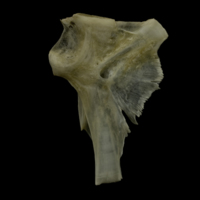 photo of Zander hyomandibular medial view