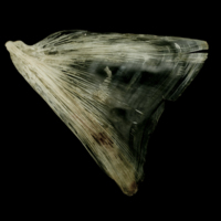 photo of Atlantic halibut opercular lateral view