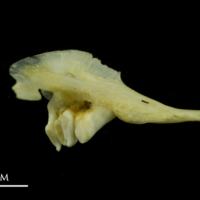 photo of Tench pharyngeal ventral view