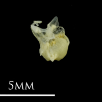 photo of European anchovy otic bullae detail view