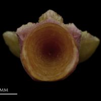 photo of Meagre basioccipital posterior view