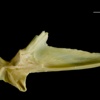 photo of Atlantic cod articular medial view