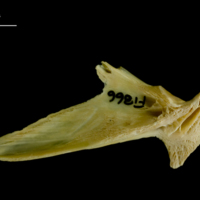photo of Atlantic cod articular lateral view