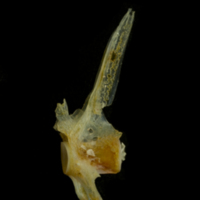 photo of Black seabream precaudal vertebra lateral view