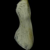 photo of Red gurnard supracleithrum medial view