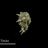 photo of Grayling pharyngeal dorsal view