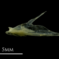 photo of Small sandeel articular medial view