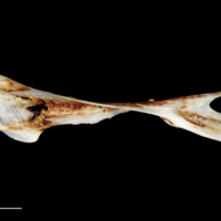 photo of Sea scorpion cleithrum dorsal view