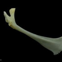 photo of European seabass maxilla medial view