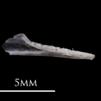 photo of European eel dentary medial view