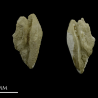 photo of Grayling otolith(s) detail view