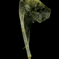 photo of Ruffe coracoid medial view