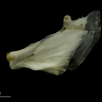 photo of Grey Triggerfish opercular lateral view