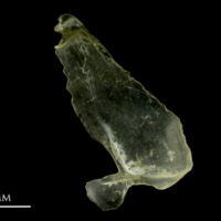 photo of Ruffe subopercular lateral view