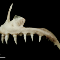 photo of Atlantic halibut premaxilla lateral view